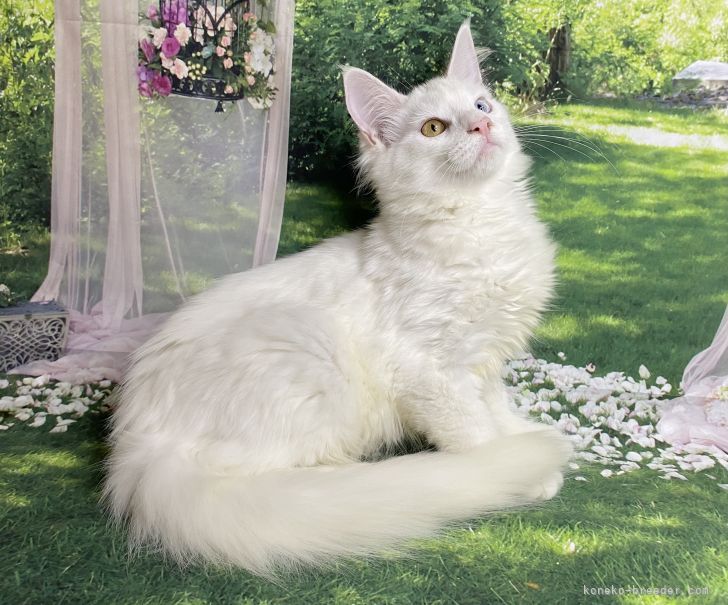 メインクーンホワイトソリッドオッドアイ｜佐久間　恵子(さくま　けいこ)ブリーダー(埼玉県・ノルウェージャンフォレストキャットなど・NAG登録)の紹介写真9