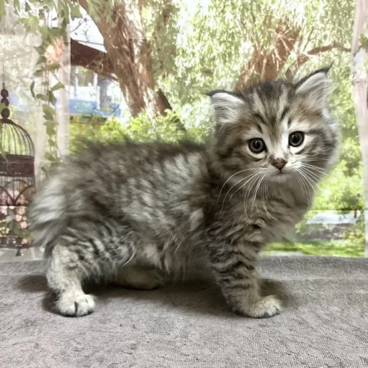 ID：2303-02098の子猫