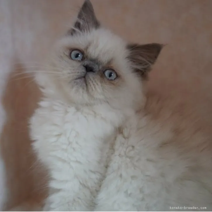 ID：2306-01351の子猫