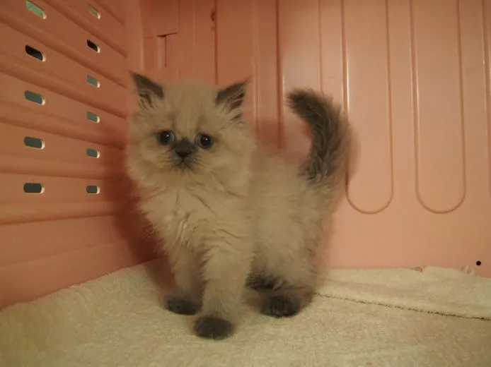 ID：1505-00088の子猫