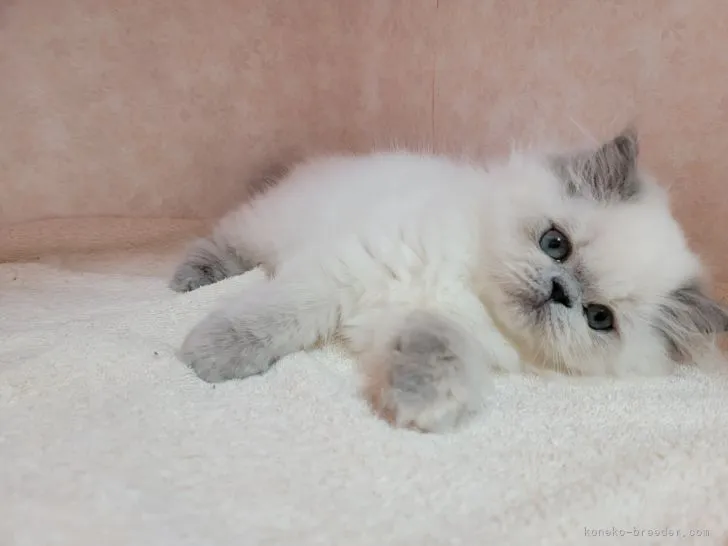 ID：2203-01932の子猫