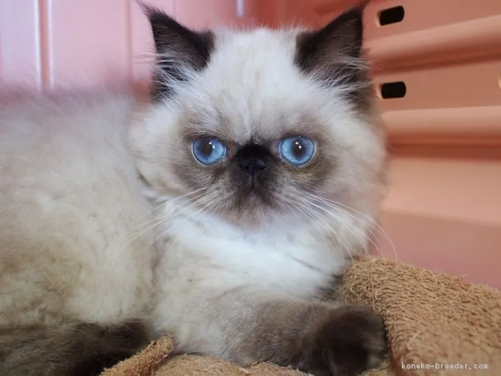 ID：1808-00560の子猫