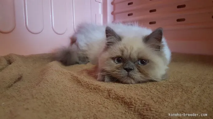 ID：1505-00144の子猫