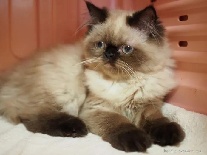 けんけん 様のお迎えした子猫