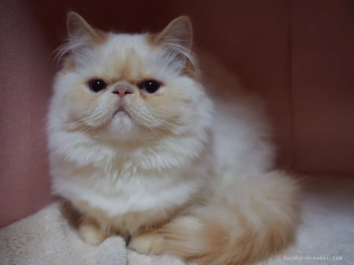 ID：2001-01196の子猫