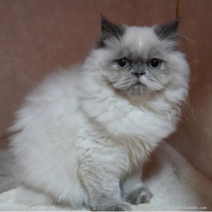 TOTO 様のお迎えした子猫