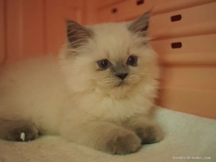 ID：1606-00015の子猫