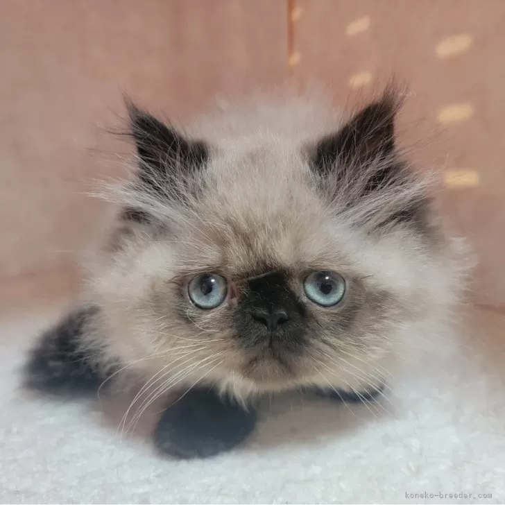 ハオハオ 様のお迎えした子猫