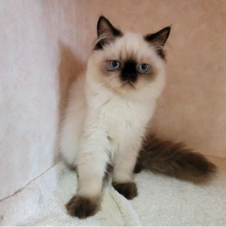 SATO 様のお迎えした子猫