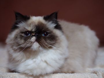 ヒマラヤン【東京都・女の子・2019年9月4日・トーティーポイント】の写真「コロッとしてギュッと詰まった胴 good♪」