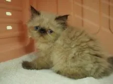 ヒマラヤン【東京都・男の子・2015年7月2日・シールポイント】の写真1「撮影日：2015/08/24」