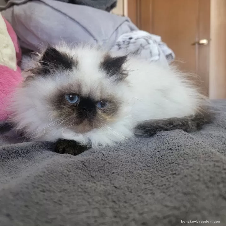 トロ 様のお迎えした子猫