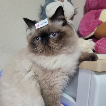 ヒマラヤン【東京都・男の子・2025年4月22日・シールポイント】の写真「飼い主に対する独占欲強いかもしれんσ(￣∇￣;)」