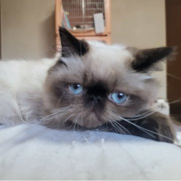 ヒマラヤン【東京都・男の子・2025年4月22日・シールポイント】の写真「飼い主に対する独占欲強いかもしれんσ(￣∇￣;)」