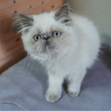 ヒマラヤン【東京都・女の子・2025年7月15日・ブルークリームポイント】の写真「いい～話し相手になります(=^ェ^=)」