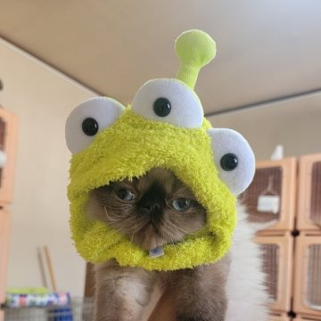 ヒマラヤン【東京都・男の子・2025年4月22日・シールポイント】の写真「毎日違う笑いをご提供～、飽きない面白いやつです！」