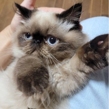 ヒマラヤン【東京都・男の子・2025年4月22日・シールポイント】の写真「飼い主に対する独占欲強いかもしれんσ(￣∇￣;)」