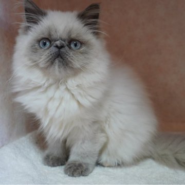 ヒマラヤン【東京都・女の子・2025年7月15日・ブルークリームポイント】の写真「コロッコロ感増してきております♡」