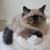 ヒマラヤン