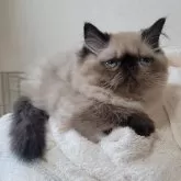 ヒマラヤン