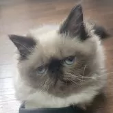 ヒマラヤン