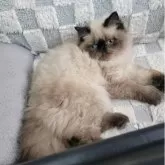 ヒマラヤン