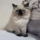 ヒマラヤン
