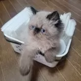 ヒマラヤン