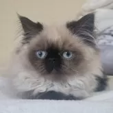 ヒマラヤン