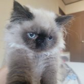 ヒマラヤン
