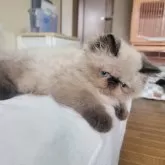 ヒマラヤン