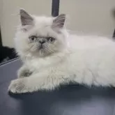 ヒマラヤン