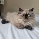ヒマラヤン