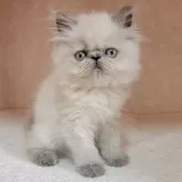 ヒマラヤン