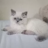 ヒマラヤン