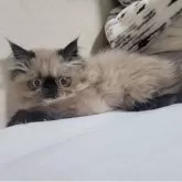 ヒマラヤン