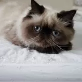 ヒマラヤン