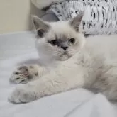 ヒマラヤン