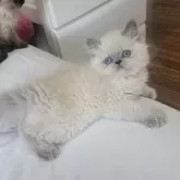 ヒマラヤン