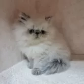 ヒマラヤン【東京都・女の子・2025年10月16日・ブルーポイント】の写真3