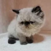 ヒマラヤン【東京都・男の子・2025年4月22日・シールポイント】の写真3