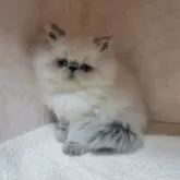 ヒマラヤン【東京都・女の子・2025年10月16日・ブルーポイント】の写真6