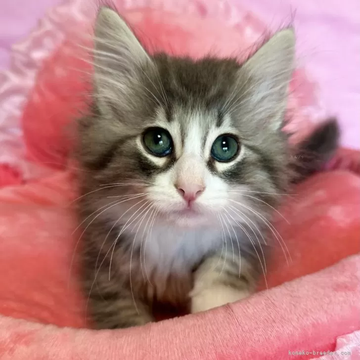 ID：2402-02191の子猫