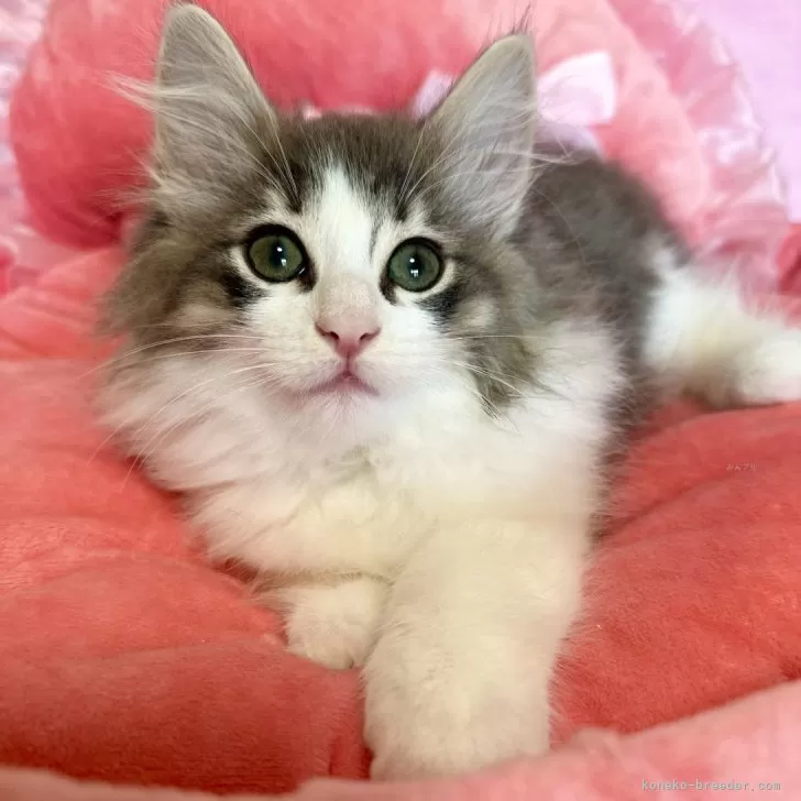 ID：2402-02230の子猫