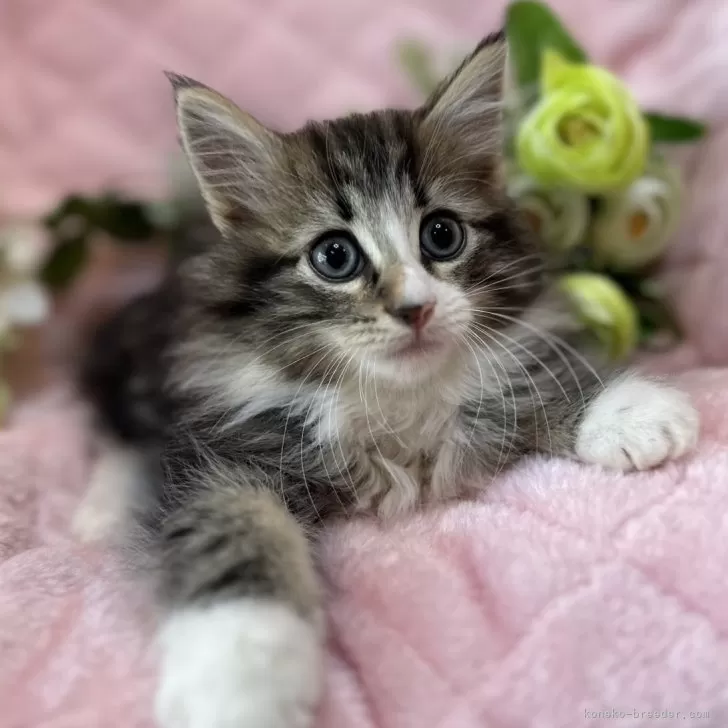 ID：2403-02812の子猫