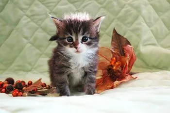 ID：1612-00590の子猫