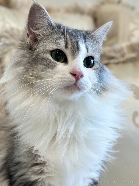 ノルウェージャンフォレストキャット【・女の子・2020年9月17日・シルバーマッカレルタビーアンドホワイト】