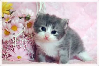 ID：1504-00282の子猫