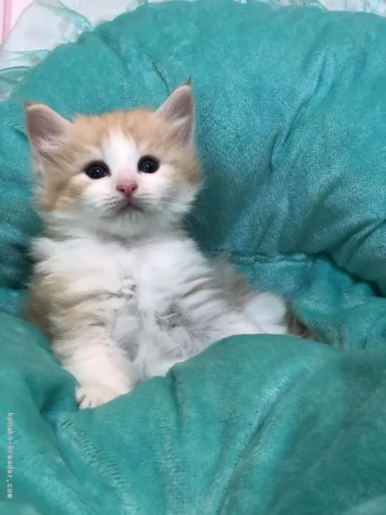 ID：1907-01399の子猫