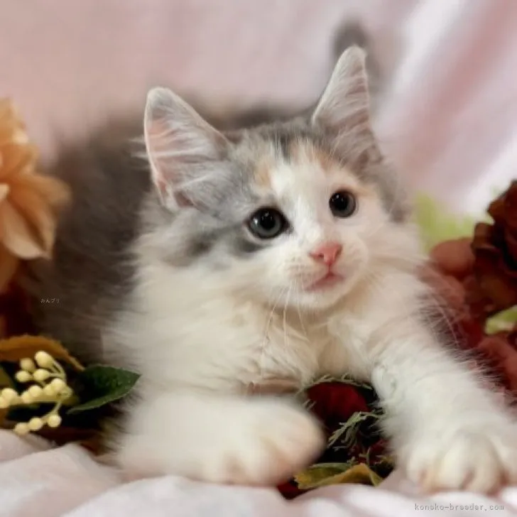 ID：2308-01808の子猫